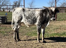 3P BORDERTOWN BUZZ