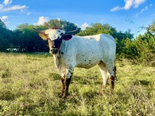 Double S Mexican Wedding Cookie