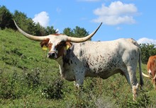 2018 HEIFER (DAUGHTER VAN HORNE)