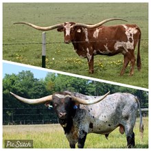 HL Heads Up x 3S Danica