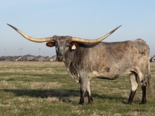 LM DANICA’S VIOLET