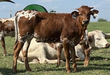 Crown Jungle Princess 