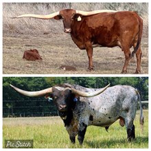 Heads Up x Danicas Image