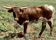 TS Midas's Golden Reb