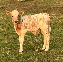 Midas Touch x Cherries Bull Calf