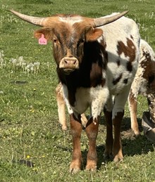 2024 Yolo Bull