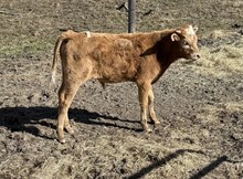 WS Vixen x PCC Midas Touch bull