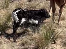 Legacy x Starlight Heifer Calf 
