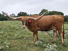 LMR Concealed Identity