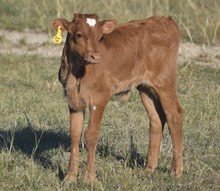 #2325  HR Iron 40 x BR Jungle Jim