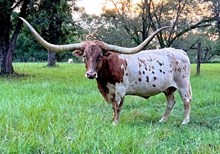 RIVERFORKS CATTYWAMPUS