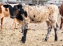 3P JEST A COWBOY KILLER