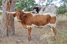 M7 Important Tradition