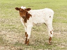 3P LAILA LYNN 