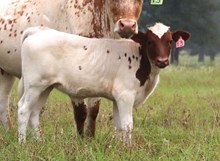 Heifer calf 2025 PCCMT x Beretta