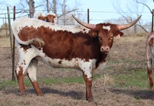 Heifer calf 2021 Swagger BCB x Taco 4