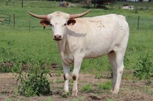Heifer calf 2021 Justify x Fifty Katz