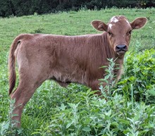 Twister x Dani Mari heifer