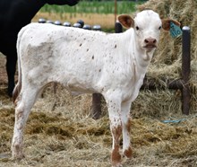 5050 x snakebite 946 heifer