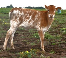 50-50 x Dragon Fire heifer 930