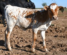 5050 x cut'n flair 947 heifer