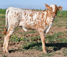 5050 x stars in motion 950 heifer