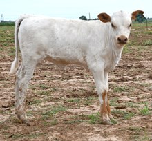 5050 x stars in motion 945 heifer 