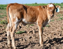 5050 x first kiss heifer