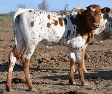 5050 x  Dragon Fire heifer 932