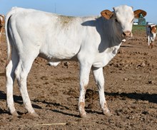 5050 x snakebite heifer 944