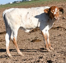 5050 x crown princess 952 heifer