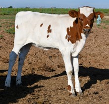 5050 X Texas Mermaid Heifer 953