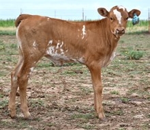 5050 x crown princess 948 heifer