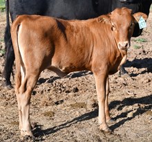 5050 x First Kiss Heifer 933