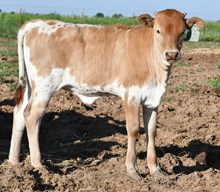 5050 x Dragon Fire heifer 926