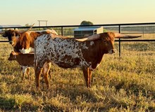 RC RARE JEWEL 🇺🇸