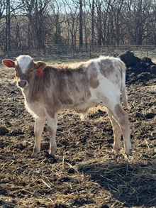 RJF Rio Net Worth x BR Jungle Jim