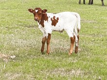 3P FIFTY SHADES OF RANCHY 