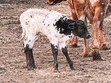 3P JEST A GHOST RIDER