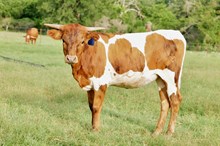 BCR Riley Gaines 435