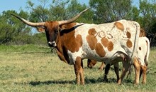 DH Rowdy's Margarita