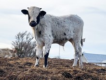 3P JEST A RODEO COWBOY 