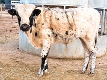 3P JEST A RODEO COWBOY 