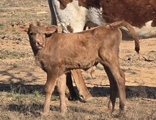 PCC MIDAS TOUCH X TS JACKHAMMER AGAVE (H)