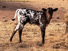 3P COWBOY'S TEXAHOLIC 