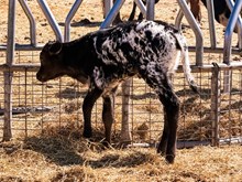 3P COWBOY'S TEXAHOLIC 