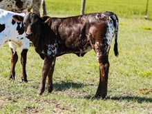 3P TEXAS LEGACY