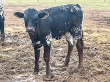 3P TEXAS LEGACY
