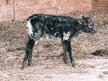 3P TEXAS LEGACY