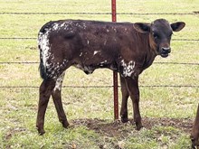 3P TEXAS LEGACY